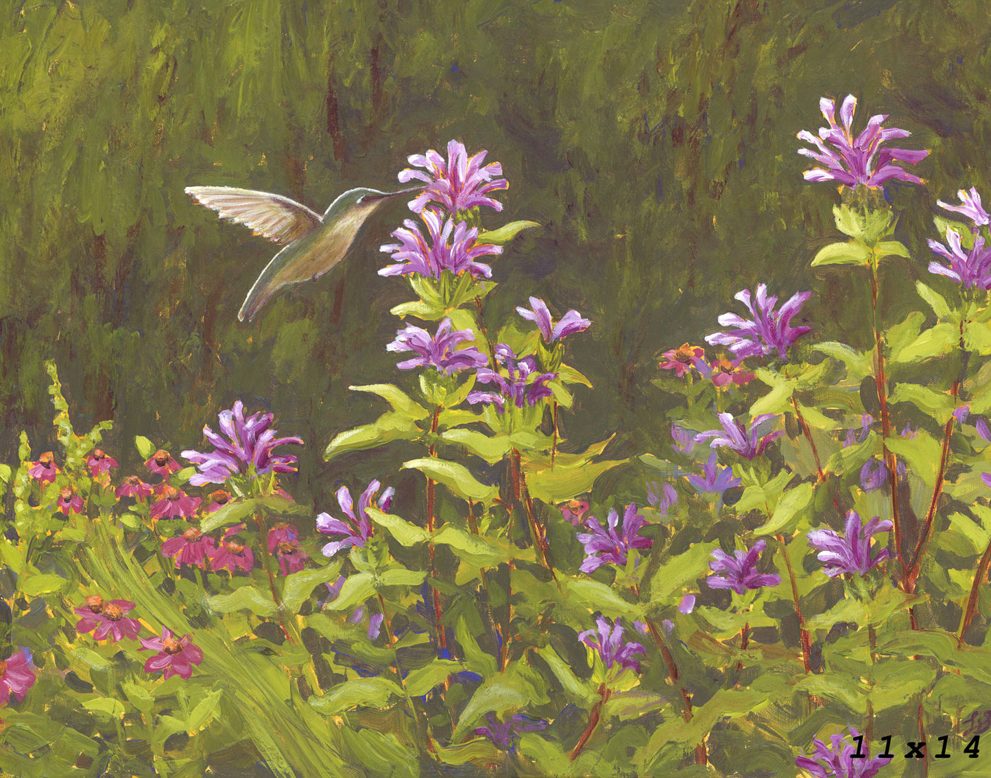 Hummingbird in the Bee Balm