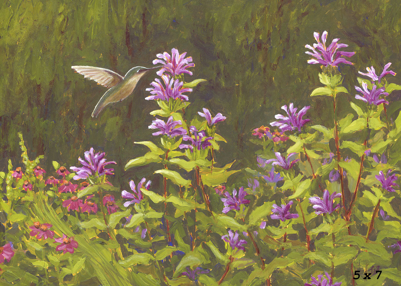 Hummingbird in the Bee Balm