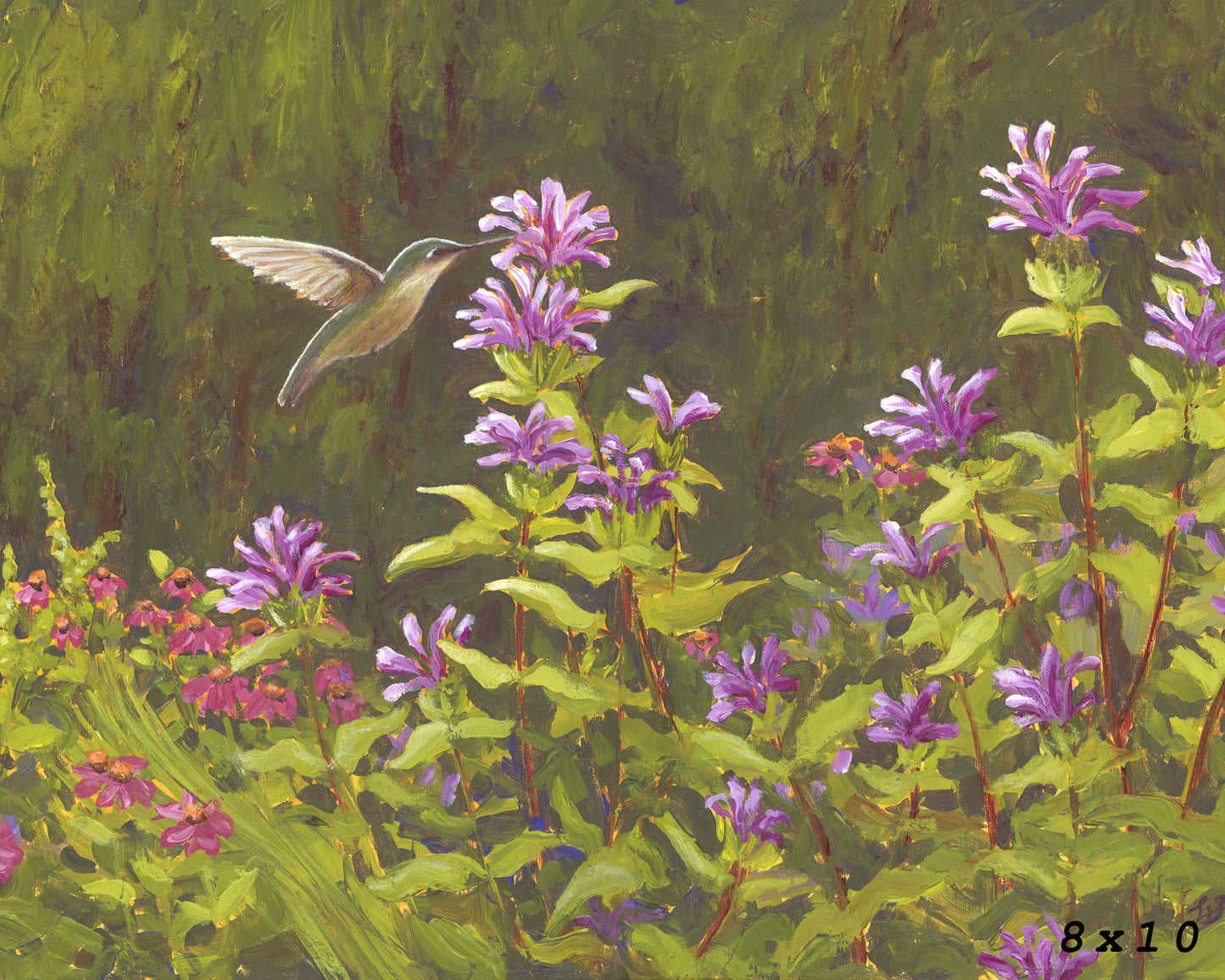 Hummingbird in the Bee Balm