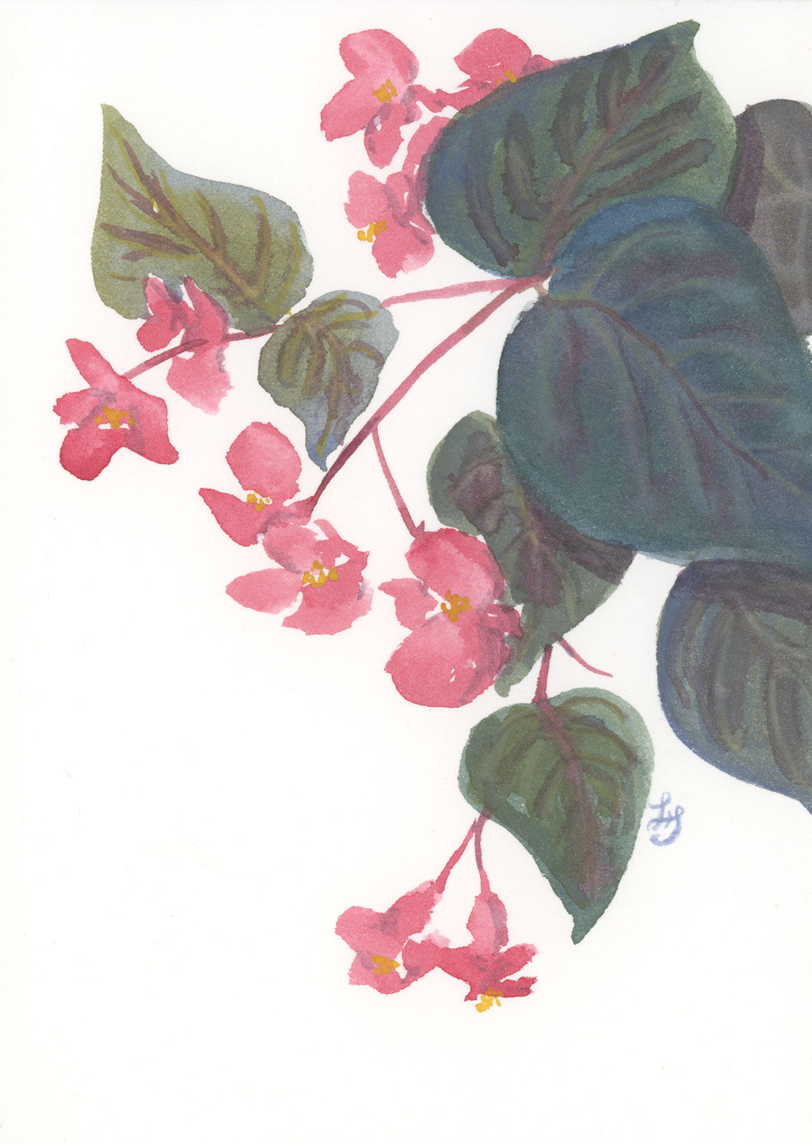 Begonia