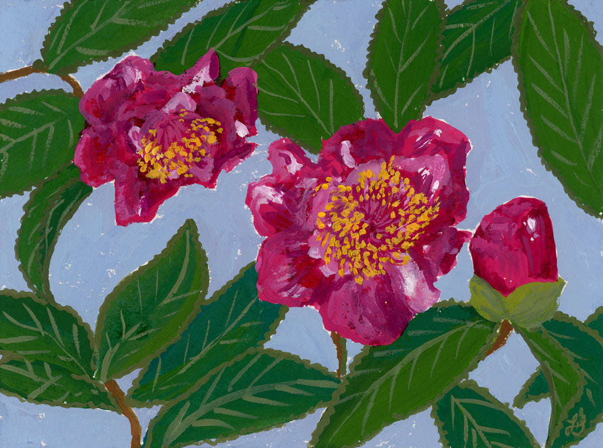 Pink Camellia