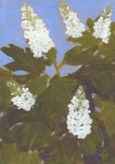 Oakleaf Hydrangea
