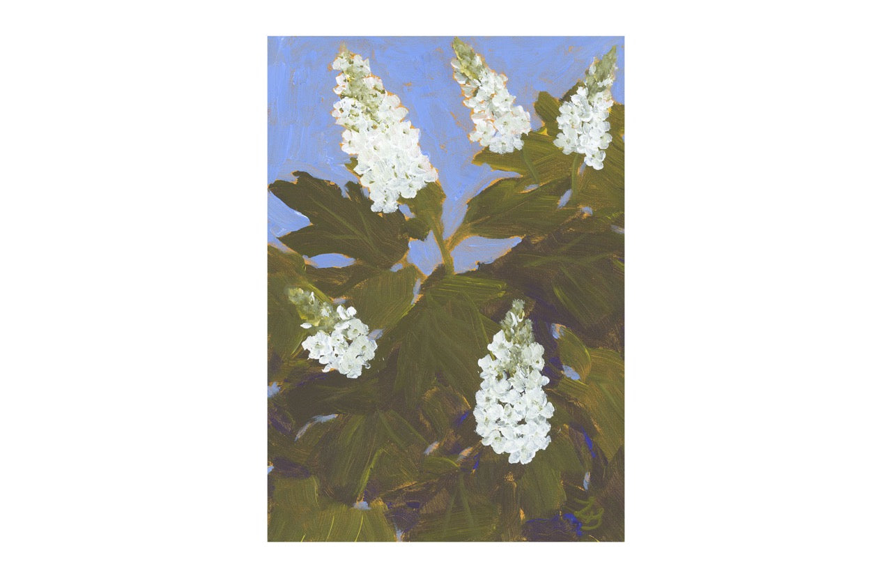 Oakleaf Hydrangea
