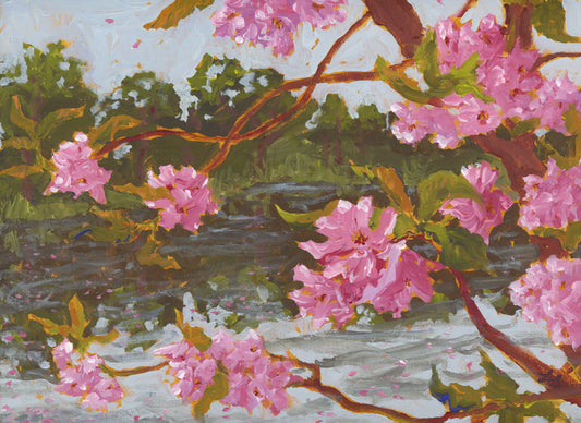 Cherry Blossoms Over Water