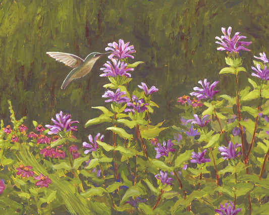 Hummingbird in the Bee Balm