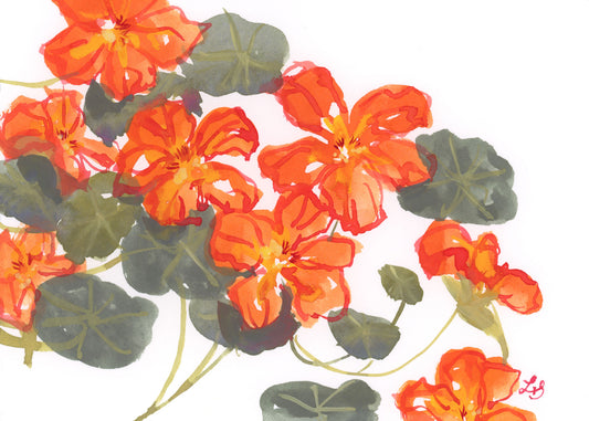 Nasturtiums