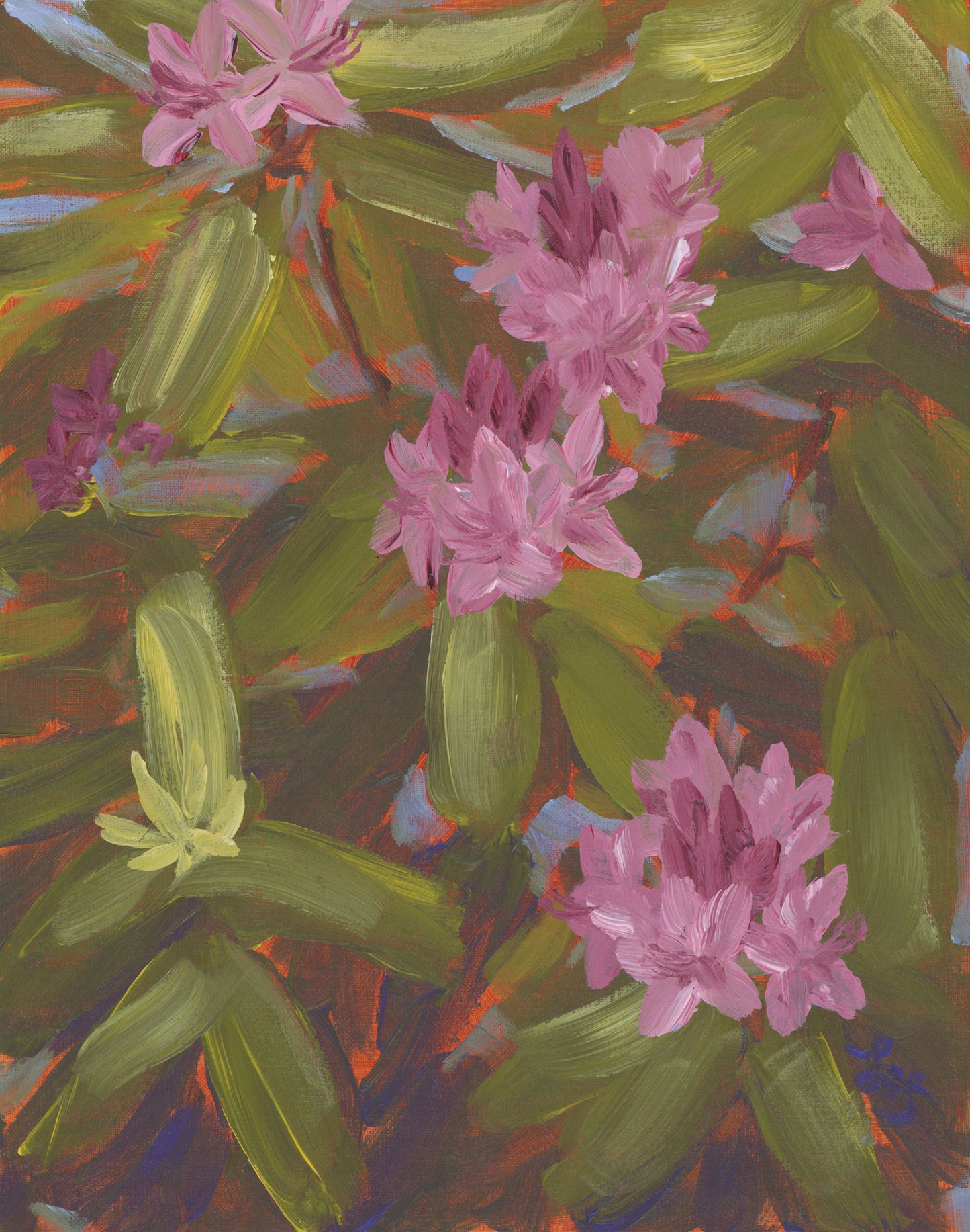 Rhododendron
