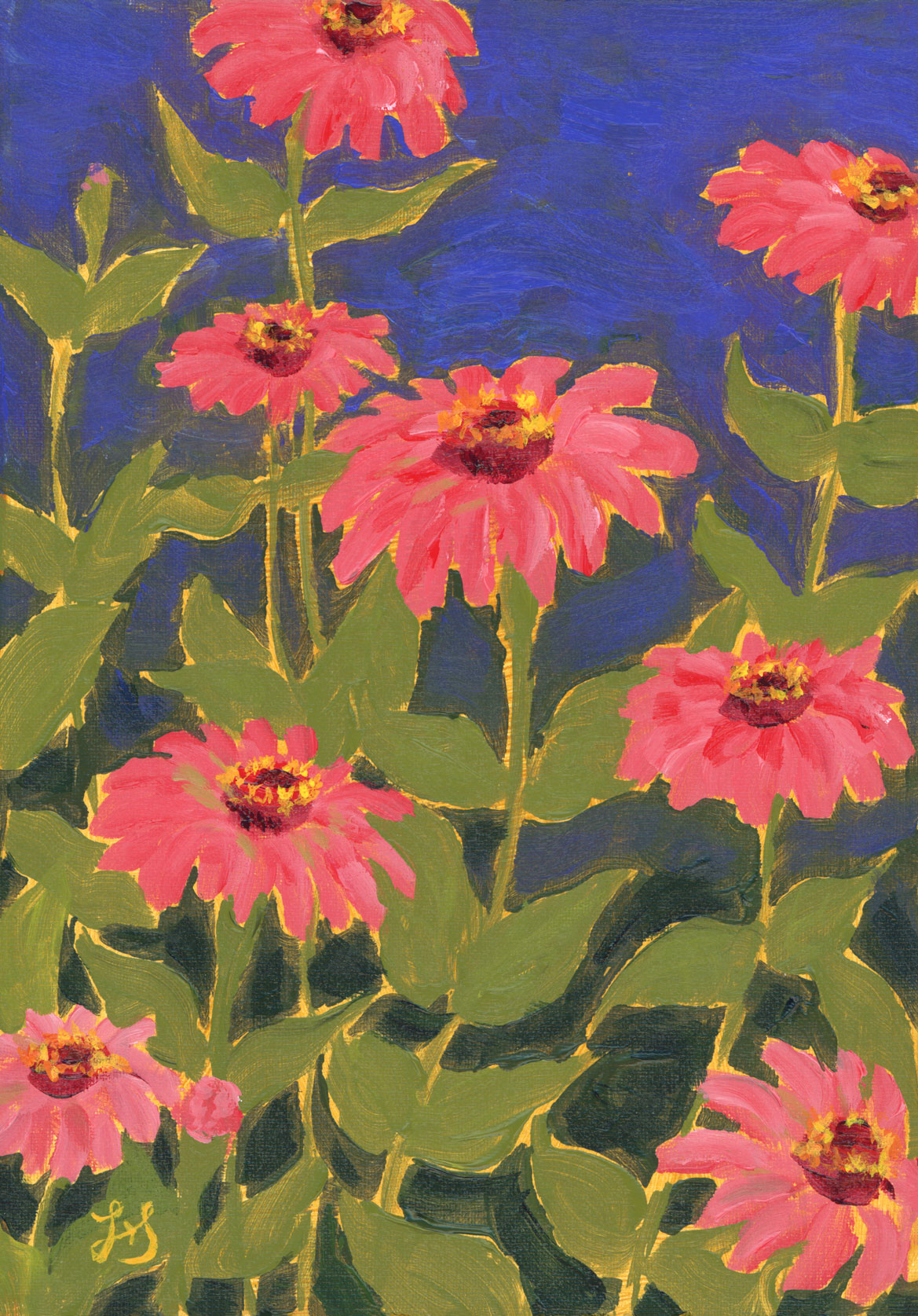 Zinnias