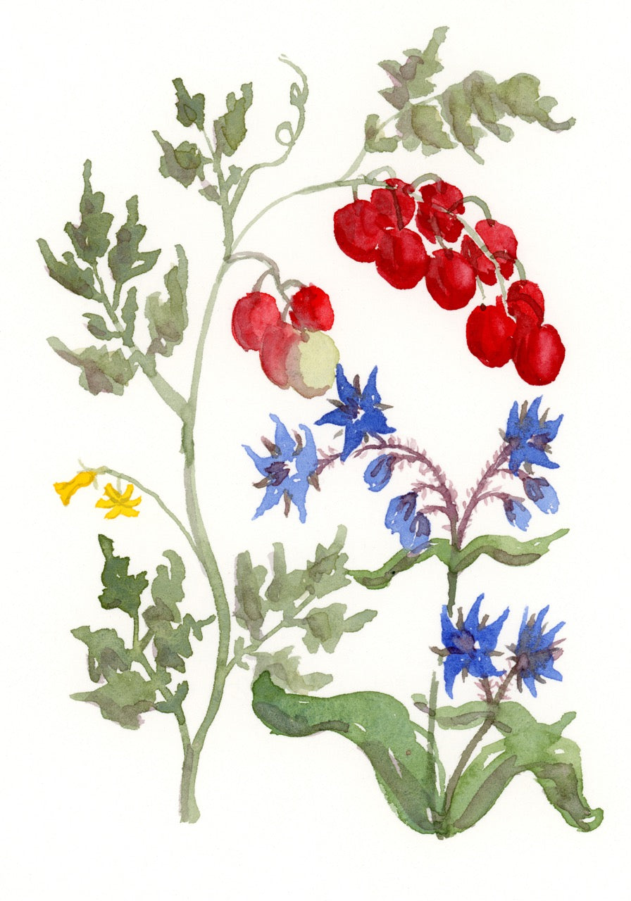 Companion Series: Tomato & Borage